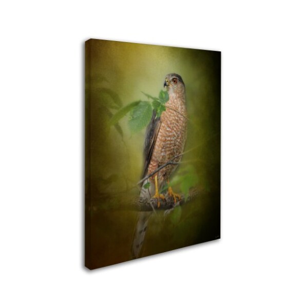 Jai Johnson 'Sharp Shinned Hawk' Canvas Art,14x19